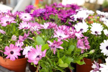 Bahçede renkli Osteospermum Ecklonis çiçekleri