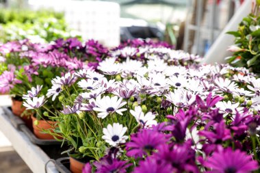 Bahçede renkli Osteospermum Ecklonis çiçekleri
