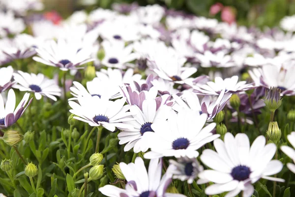 Colorful Osteospermum Ecklonis Flowers Garden — Stock Photo, Image