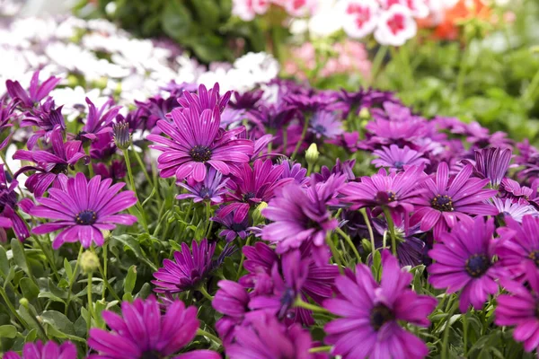 Colorido Osteospermum Ecklonis Flores Jardim — Fotografia de Stock