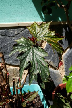 Güzel Begonya Aconitifolia bitkisi güneşin altında