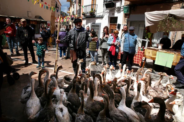 Finestrat, Alicante, İspanya... 23 Nisan 2022: Geleneksel ve Gastronomik Market 'te bir kaz sürüsüne liderlik eden adam