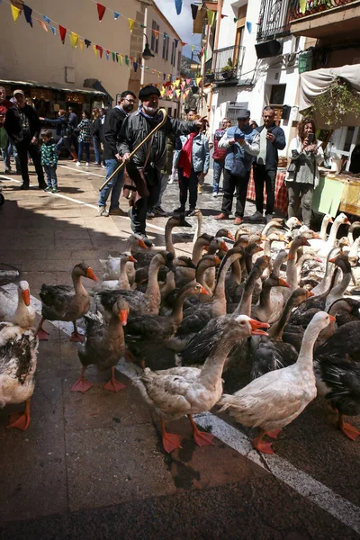 Finestrat, Alicante, İspanya... 23 Nisan 2022: Geleneksel ve Gastronomik Market 'te bir kaz sürüsüne liderlik eden adam