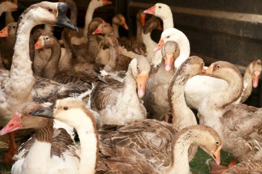 Finestrat, Alicante, İspanya 'nın Gastronomik ve Geleneksel Pazarında Kaz Sürüsü