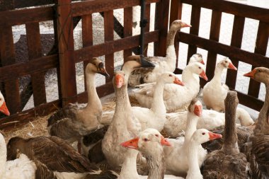 Finestrat, Alicante, İspanya 'nın Gastronomik ve Geleneksel Pazarında Kaz Sürüsü