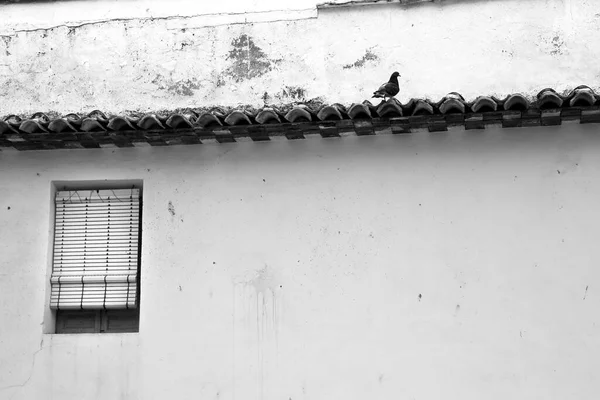Lonely Pigeon Roof Ledge Next Window —  Fotos de Stock