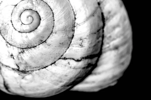 Macro Fotografía Caracol Blanco Sobre Fondo Negro — Foto de Stock