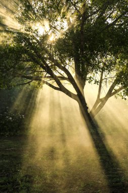 Sisli bir sabahta bahçede çiklet ağacı