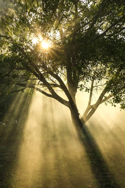 Sisli bir sabahta bahçede çiklet ağacı