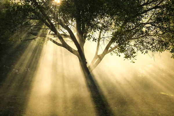 Sisli bir sabahta bahçede çiklet ağacı