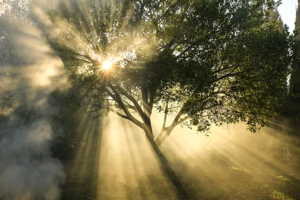Sisli bir sabahta bahçede çiklet ağacı