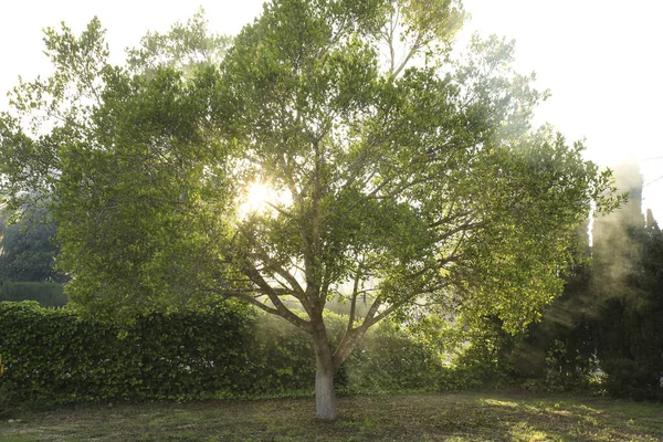 Ficus Benjamina Tree Garden Foggy Morning — Stok fotoğraf