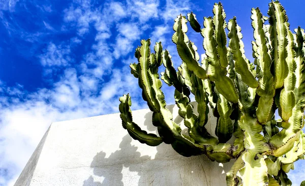 Ciel Bleu Cactus Sur Façade Blanchie Chaux Rodalquilar Almeria Espagne — Photo