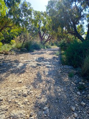 İspanya 'nın Alicante kentindeki yerel çalılar ve okaliptüs ağaçları ile kırsal alan