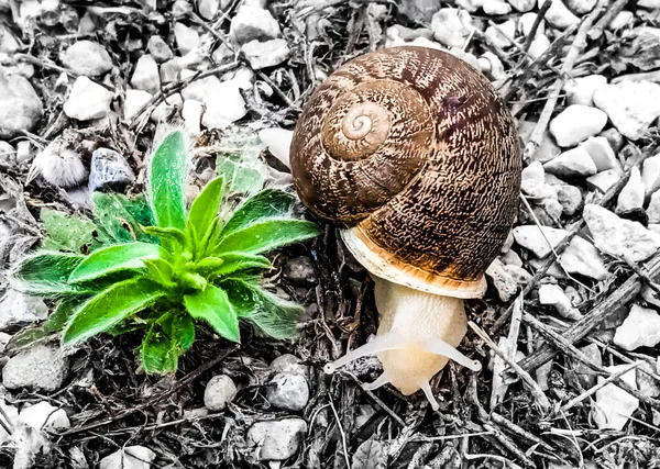 Caracol Marrón Con Cuernos Sol Campo — Foto de Stock