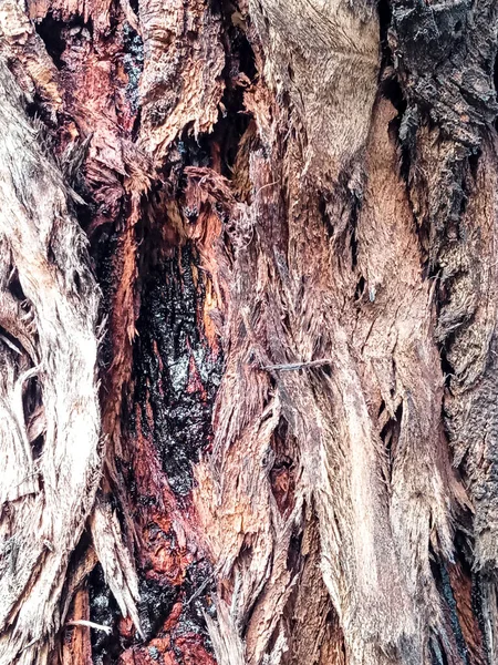 Piękna Faktura Kory Eukaliptusa Lesie Zimą — Zdjęcie stockowe