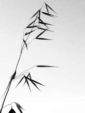 Beyaz arka planda yulaf kulakları ve baharda gölgeler