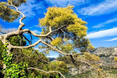 Güzel ve renkli Akasya ağacı mavi gökyüzünün altında