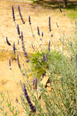 Renkli Lavandula Angustifolia bitkileri bahçede