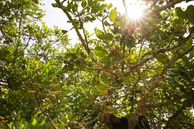 İspanya 'da güneşin altında güzel Ceratonia Siliqua ağacı