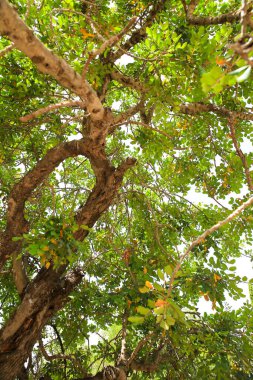 İspanya 'da güneşin altında güzel Ceratonia Siliqua ağacı