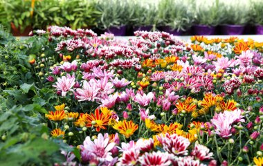 Renkli Kasımpatı çiçekleri güneşin altındaki bahçede.