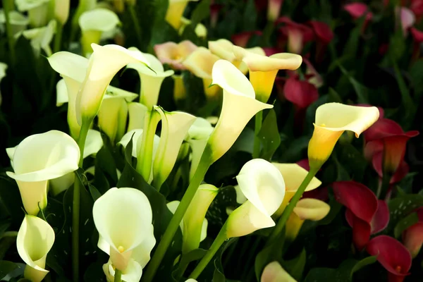 Schöne Und Farbenfrohe Zantedeschia Aethiopica Pflanzen Garten Unter Der Sonne — Stockfoto