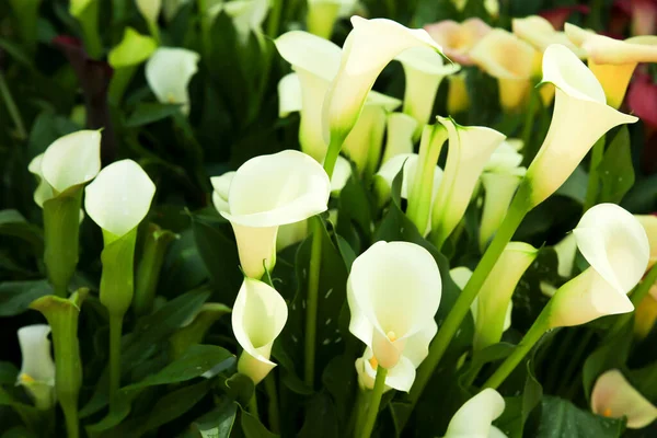 太陽の下で庭の美しくカラフルなZantedeschia Aethiopica植物 — ストック写真