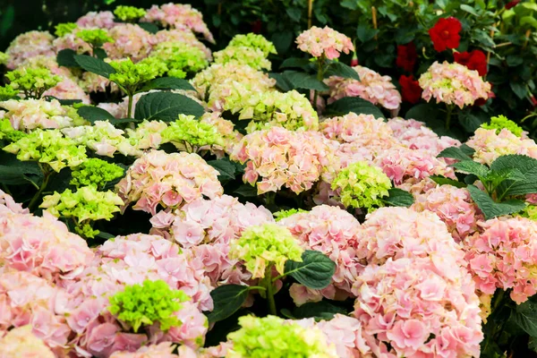 Colorful Hydrangea Flowers Garden Sun — Stock Photo, Image