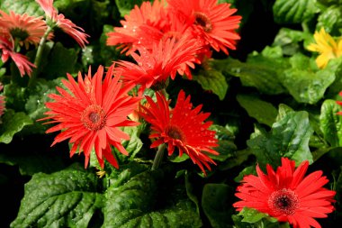 Renkli Gerbera Jamesonii Bolus bitkileri bahçede