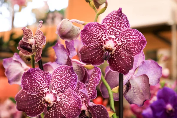 Bonitas Coloridas Plantas Rosa Phalenopsis Orchid Jardim Primavera Sob Sol — Fotografia de Stock