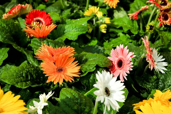 Colorido Gerbera Jamesonii Bolus Plantas Jardim — Fotografia de Stock