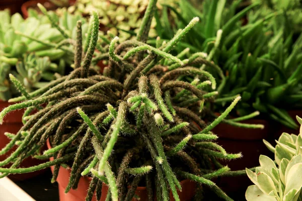 Bella Pianta Cactus Disocactus Flagelliformis Giardino — Foto Stock