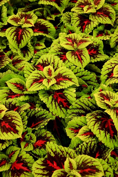 Vacker Coleus Rainbow Mix Bakgrund Trädgården — Stockfoto