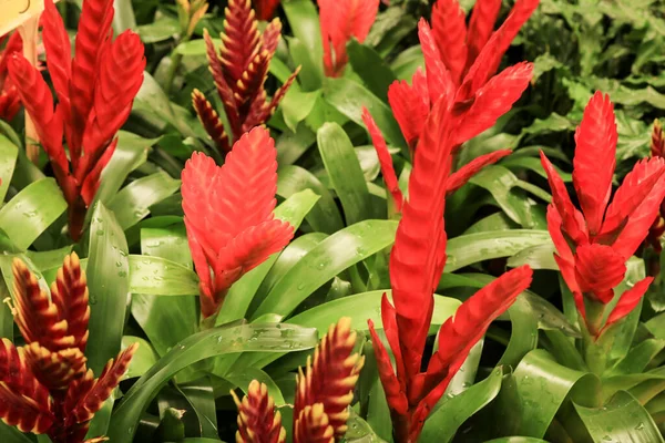 Bela Colorida Vriesea Splendens Plantas Jardim — Fotografia de Stock