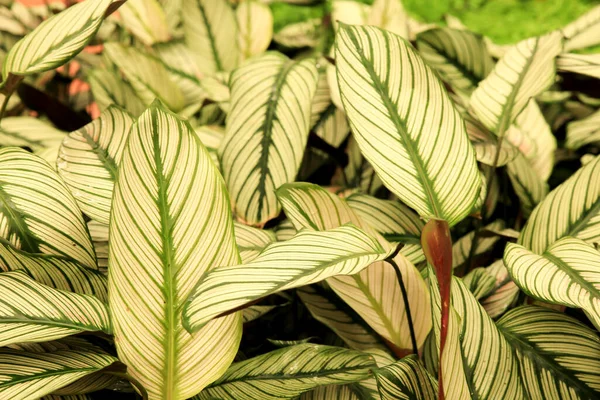 Färgglada Calathea Majestica Växter Trädgården Solen — Stockfoto