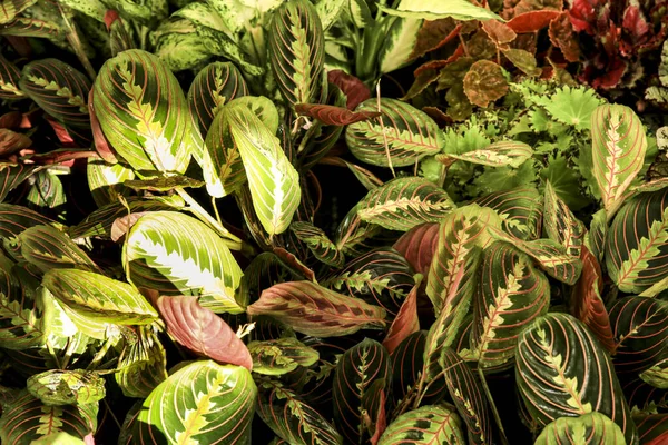 Gyönyörű Színes Maranta Leuconeura Növények Kertben — Stock Fotó