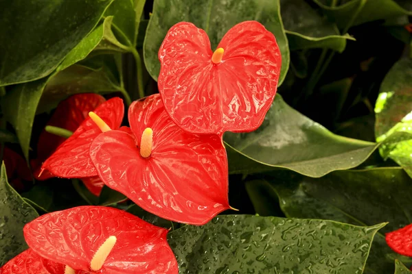 Renkli Anthurium Scherzerianum bitkileri bahçede