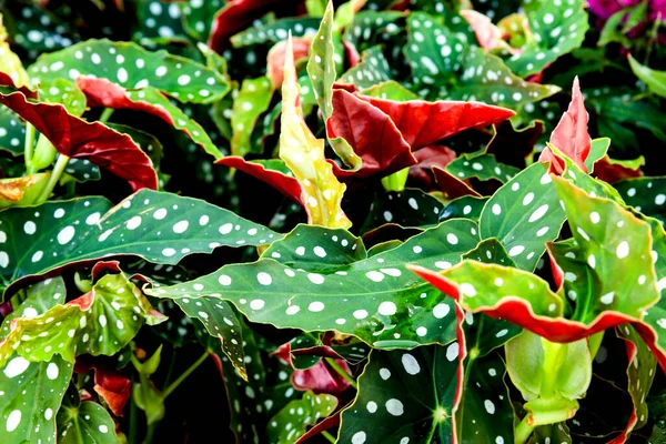 Vackra Och Färgglada Begonia Maculata Växter Trädgården — Stockfoto