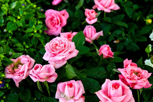 Beautiful Colorful Rosa Chinensis Flowers Garden Sun — Stock Photo, Image