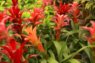 Renkli ve güzel Guzman Monostachia Rusby bitkileri bahçede