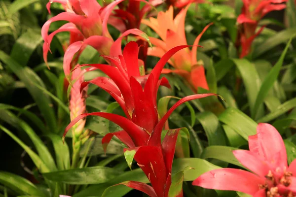 庭園内のカラフルで美しいGuzmania Monostachia Rusby植物 — ストック写真