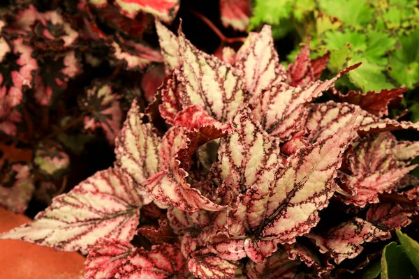 Färgglada Och Vackra Begonia Rex Växt Trädgården — Stockfoto