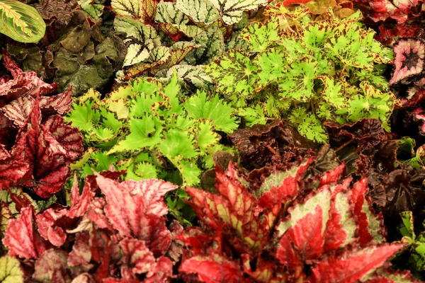 Färgglada Och Vackra Begonia Växter Trädgården — Stockfoto