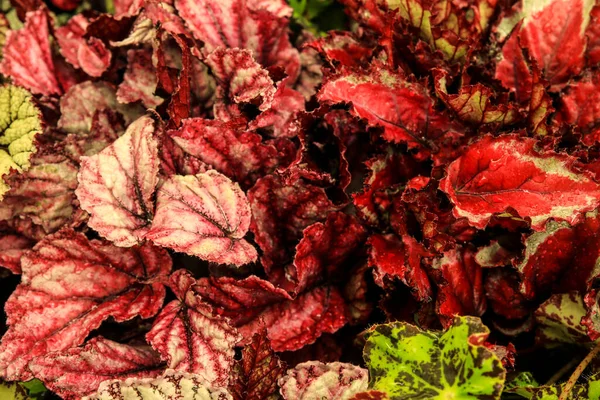 Färgglada Och Vackra Begonia Växter Trädgården — Stockfoto