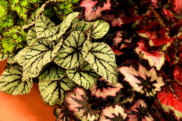 Πολύχρωμα Και Όμορφα Φυτά Μπεγόνια Στον Κήπο — Φωτογραφία Αρχείου