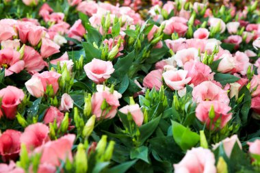 Bahçedeki renkli Eustoma Grandiflorum çiçekleri