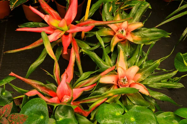 Lindas Coloridas Plantas Guzmania Lingulata Jardim — Fotografia de Stock