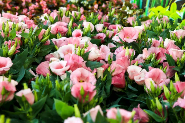 Colorful Eustoma Grandiflorum Flowers Garden — Stock Photo, Image