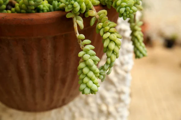 Bella Pianta Succulenta Sedum Morganianum Sulla Parete — Foto Stock